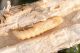 Agapanthia_osmanlis_IMG_9633.JPG