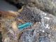 Callimus angulatus_Portella Obolo 045.jpg
