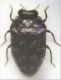 buprestidae.jpg