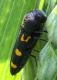 IMG_5730 Buprestidae.jpg