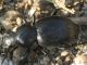IMG_5542 Tenebrionidae.jpg
