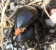 IMG_5588 Tenebrionidae.jpg