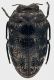 Trachys_minuta_Maccarese_18-IV-2011_3,3mm.jpg