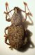 Curculio 01 Corno.JPG