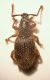 Curculio 02 Corno.JPG