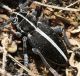 IMG_5832 Cerambicide2.jpg