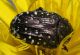 IMG_5852 Cetoniidae4.jpg