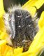 IMG_5843 Cetoniidae2.jpg