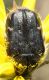 IMG_5897 Cetoniide5.jpg