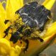 IMG_5900 Cetoniidae5.jpg