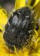 IMG_5847 Cetoniidae3.jpg