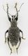 Otiorhynchus  caudatus r.jpg