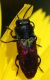 IMG_5913 Antaxia.jpg