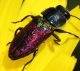 IMG_5917 Antaxia.jpg