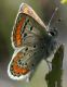 IMG_5877 Polyommatus.jpg