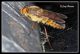 ridP9453.jpg