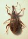 Curculio 03 Corno.JPG