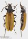 Megischia_cf_curvipes_FEI_clido.jpg