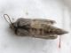 Cucullia sp 3, ex larva su Artemisia.jpg