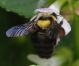 Xylocopa_sp.JPG