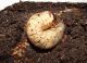 larva2.jpg
