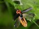 Cantharis_Cervelletta_24-IV-2011_OL074.JPG