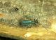 Grammoptera viridipennis_Piano Zucchi 054.jpg