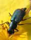 IMG_5582 Malachiidae.jpg