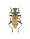 Rhagium inquisitor_male_Campigna 014.jpg