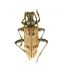 Rhagium inquisitor_male_Campigna_ 009.jpg