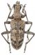 Rhagium inquisitor_Etna_male_004.jpg