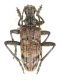 Rhagium inquisitor_female_Alto Adige_Mezzaselva 018.jpg
