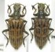 Rhagium inquisitor Taygetos.JPG