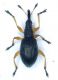 Protapion fulvipes.jpg