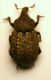 z Curculio 01  8.6mm.JPG
