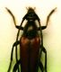 z Leptura2.JPG