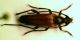 z Leptura3.JPG