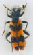 Trichodes alvearius (Fabricius, 1792) r.jpg