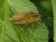 Lixus_Cervelletta_24-IV-2011_OL077.JPG