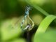 Coenagrion_Cervelletta_24-IV-2011_OL057.JPG