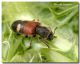 Tilloidea transversalis_Capaci_ 26 V 2006.jpg