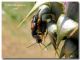 Tilloidea transversalis e Zonitis_Madonie_10 VI 2006.jpg
