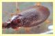 carabidae (1).JPG