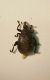 z curculio 1.2mm.JPG