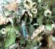 Grammoptera viridipennis 033_crop.jpg