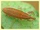 Lixinae Anzio 24.4.2011 (1).JPG