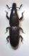 curculio.jpg