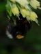 Bombus2.jpg