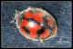 ridP9605.jpg