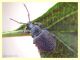 curculionidae.JPG